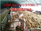 安陽綠之源養(yǎng)殖大棚建設