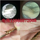 人工金蟬養殖技術金蟬種苗蟲卵提供